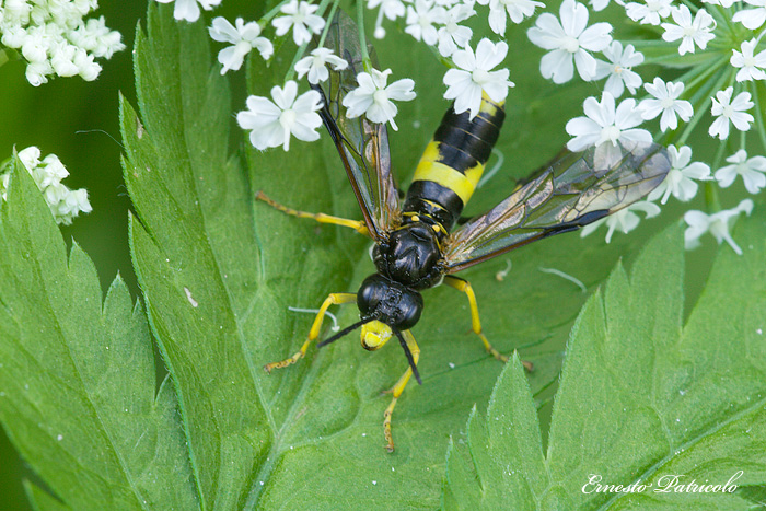 Tenthredinidae